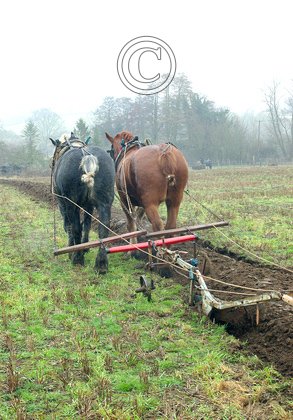 Horse Ploughing DM1200